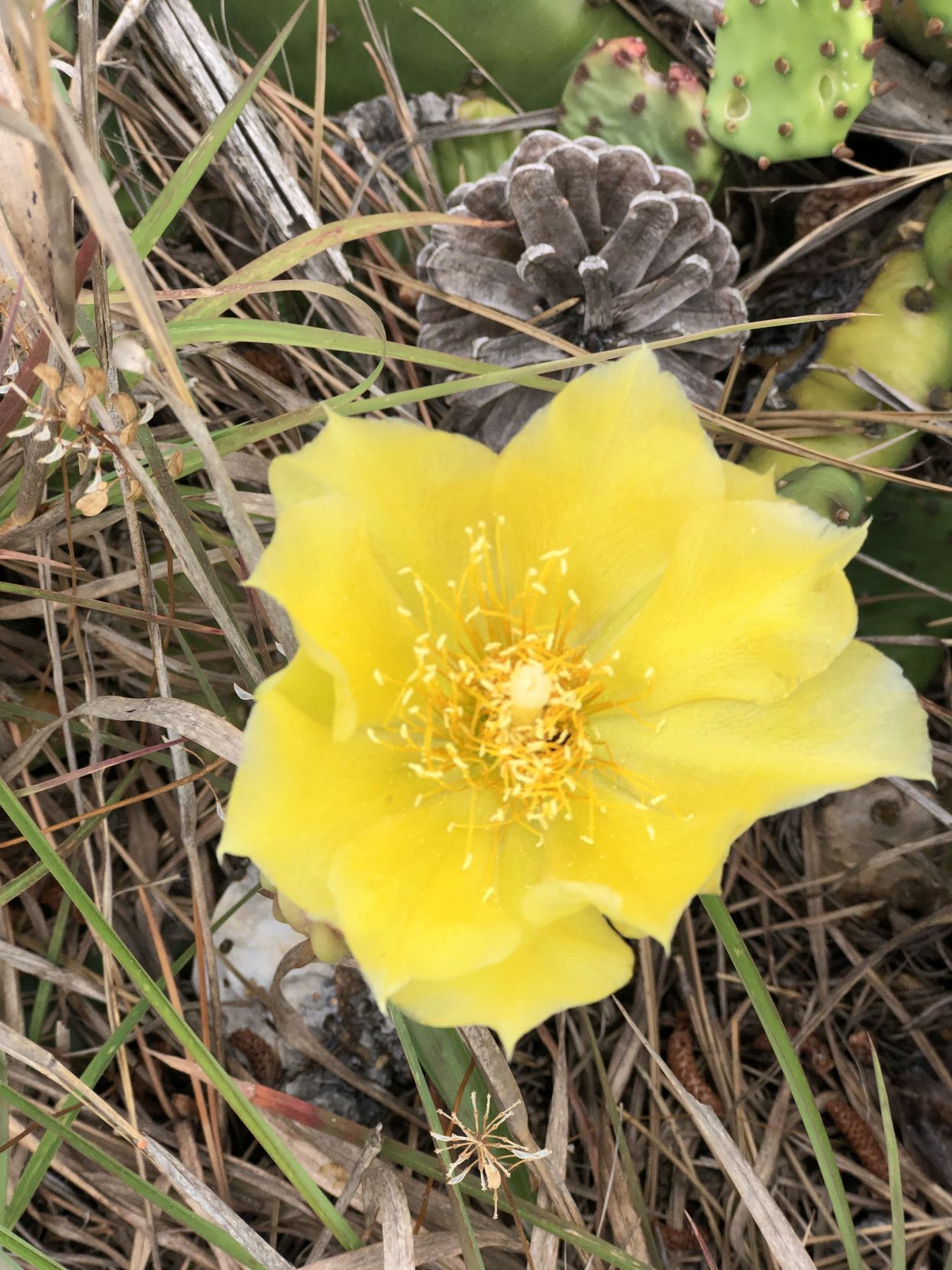 Prickly pear flower